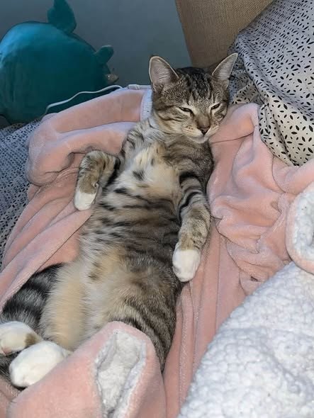 Found Cat — I found rescue interest but he needs a foster Let me know if you can be Tigers Hero Tiger is already neutered