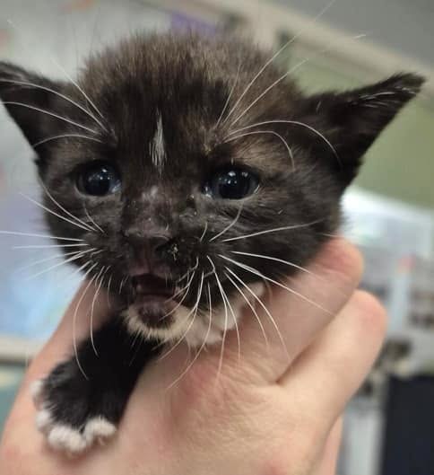 Found Cat in Houston, Texas — On Euthanasia list at BARC, Houston for Saturday, deadline at 1 pm🚨 Adorable little kittens 🍼🐱 ❤️… — additional photo 3