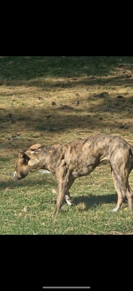 Lost Dog — Please check all the missing sites and please check anyone that you know that was looking to rehome this dog — additional photo 2