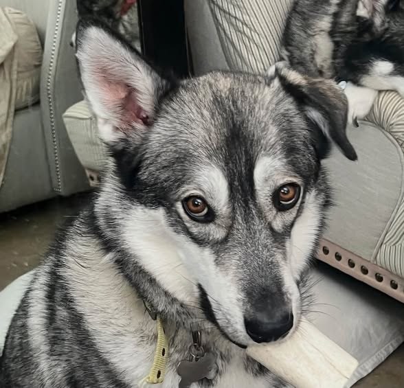 Lost Pet — listing photo