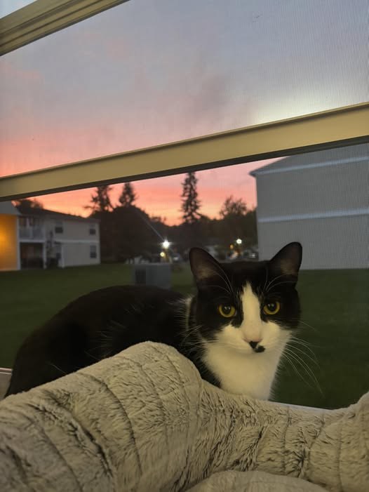 Lost Pet — Please help us find our baby Junior