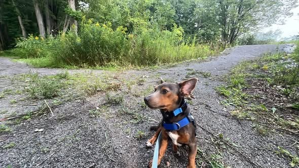 Lost Dog — listing photo — additional photo 2