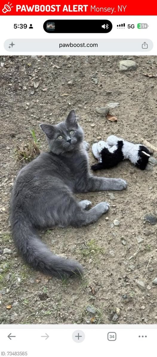 Lost Cat in Monsey, New York — Don guayas was LOST in Monsey, NY 10952 near Monsey