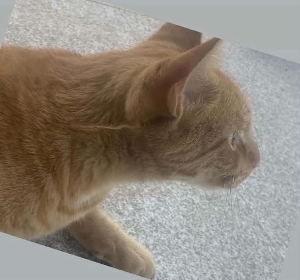 lost pet in