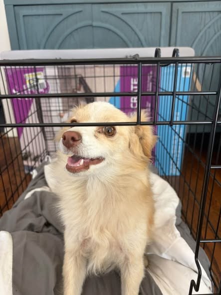 Found Dog — Anyone’s dog found in missions hills / northridge area — additional photo 2