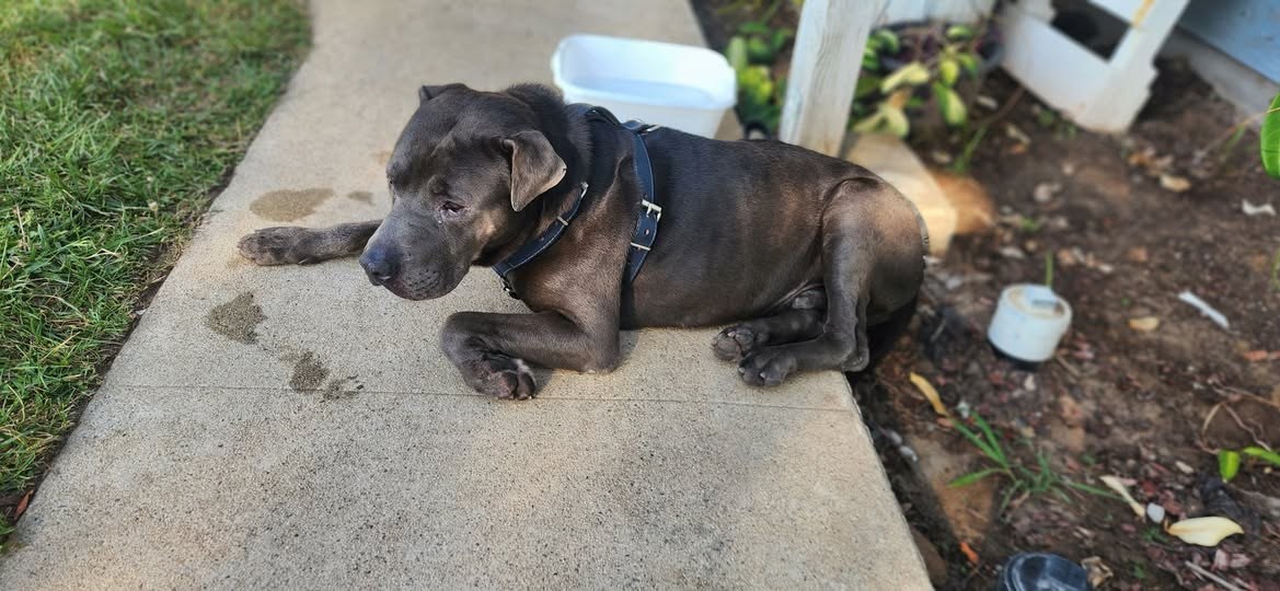 found pet in
