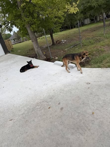 Pet alert in Houston, Texas — 911 EMERGENCY ASAP DOG NEEDS HELP DOG NEEDS HELP 911 EMERGENCY Houston Texas 77078 NEEDS RESCUE or… — additional photo 4