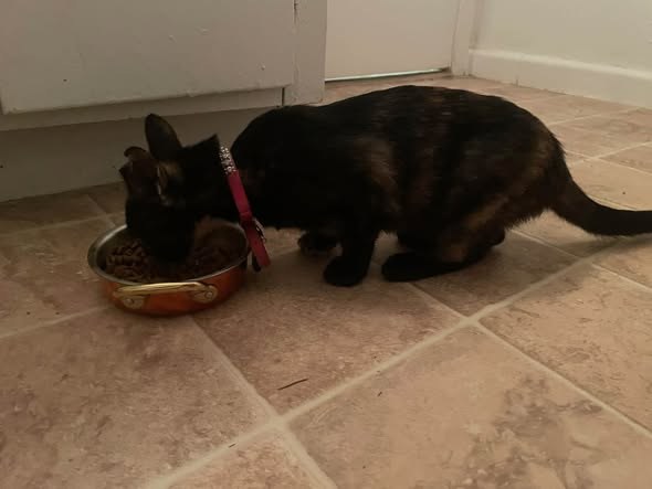 Found Cat — Kitten found on Lyndon st in the med center — additional photo 2