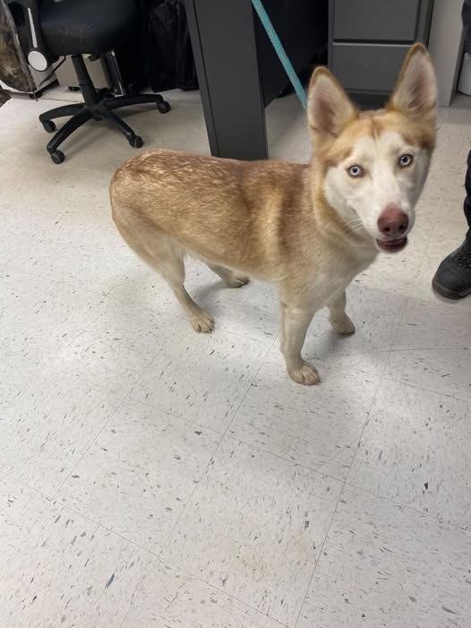 found dog in