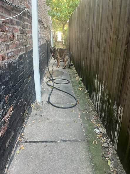 Found Dog — listing photo — additional photo 4