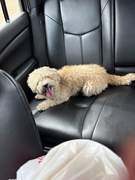 Found Dog — Relocated to CACC Found at 5100 s Lawndale