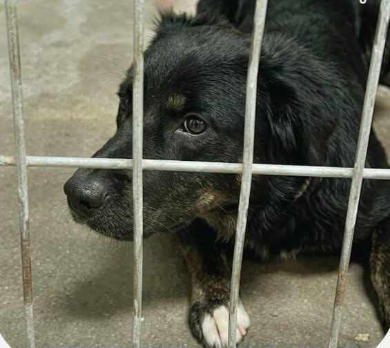 found dog in Van Nuys, California