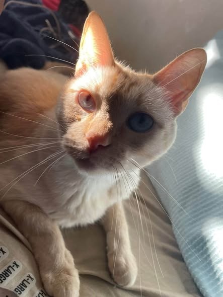 Lost Cat — My cat was staying with a friend and she had left the door open and my baby got out — additional photo 2
