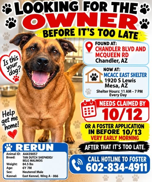 Lost Dog in Phoenix, Arizona — We Don't Have Enough Rescues To Save The Dogs,🥲 🚩Their Best Chance To Live Is To Find The Owners…