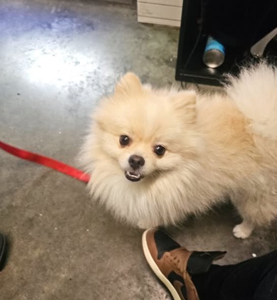Found Pet — SOUTH LA FOUND CREAM POMERANIAN MALE- NOW AT THE SHELTER- INTAKE DATE HURRY BEFORE ADOPTED!** **SOUTH LA FOUND