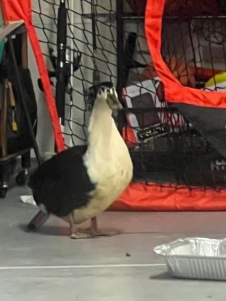 found pet in Palmdale, California