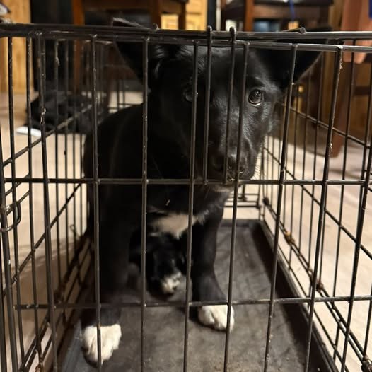 Found Dog — Dog found wandering down Hong Kong rd