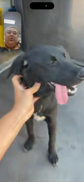 Found Dog — listing photo — additional photo 3