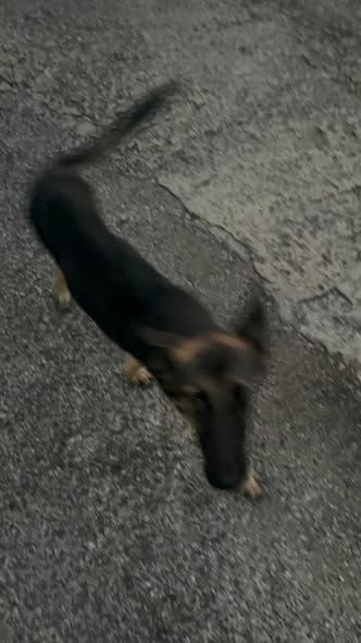 Pet alert — Rescue / foster needed I went on my child visit — additional photo 2