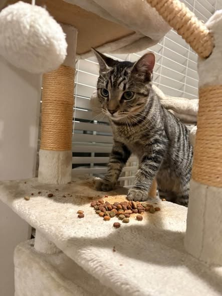 Found Cat — My friend thinks he is a kitten from a stray mama in the neighborhood — additional photo 3