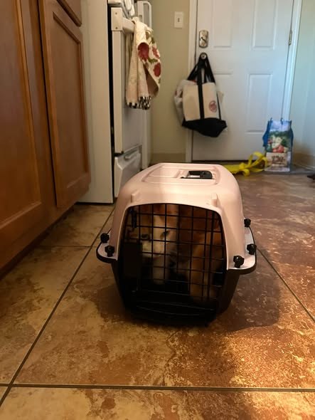 Found Cat — Hi all, This orange and white cat was found circling near the intersection of ulster and Lowell Ave in Tipp