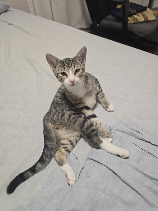 lost cat in Brooklyn, New York