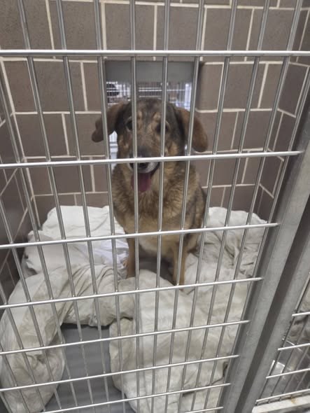 found pet in