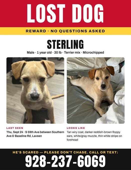 lost pet in