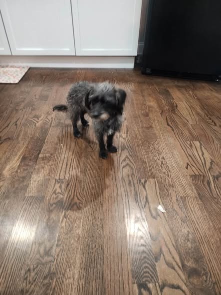 found dog in Pilsen, Illinois