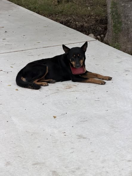 Pet alert in Houston, Texas — 911 EMERGENCY ASAP DOG NEEDS HELP DOG NEEDS HELP 911 EMERGENCY Houston Texas 77078 NEEDS RESCUE or… — additional photo 3