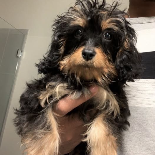 Found Pet — New stray intakes at The Anti-Cruelty Society