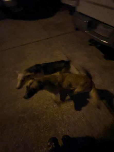 Found Pet — hello not asking for any money for these 2 they are 100% free — additional photo 3