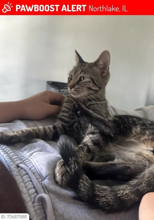 lost cat in Northlake, Illinois