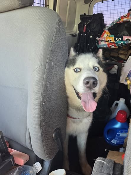 found dog in