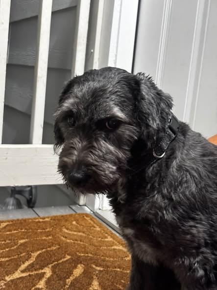 Found Pet — listing photo — additional photo 3