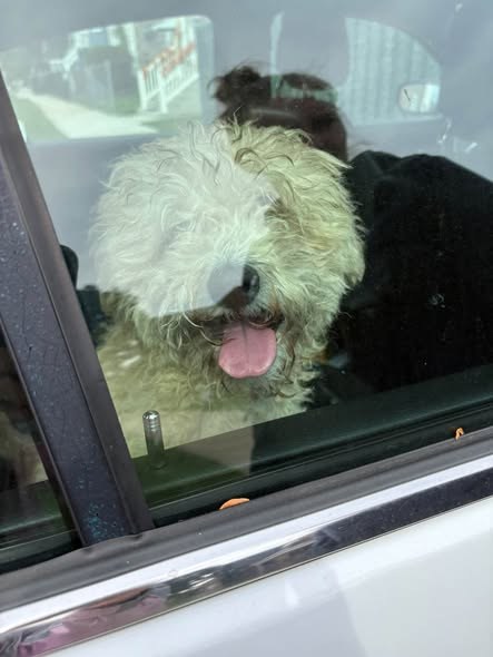 Found Dog — Relocated to CACC Found at 5100 s Lawndale — additional photo 3