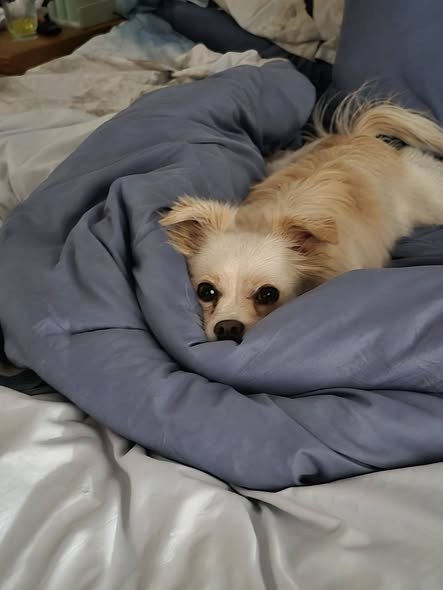 lost pet in
