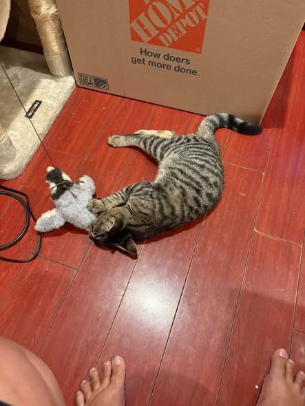 Found Cat — My friend thinks he is a kitten from a stray mama in the neighborhood — additional photo 2