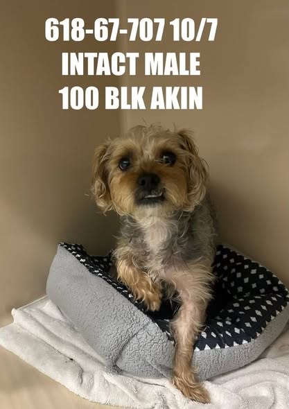 Found Pet in Joliet, Illinois — listing photo — additional photo 2