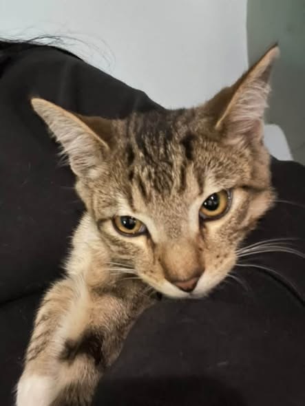 Found Cat — I found rescue interest but he needs a foster Let me know if you can be Tigers Hero Tiger is already neutered — additional photo 4