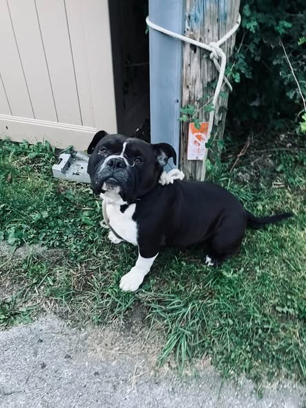 Found Dog — listing photo — additional photo 2