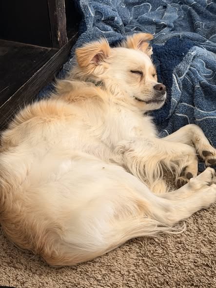 Lost Pet — Our dogs got out of the yard 60th and Rosamond Blvd — additional photo 3
