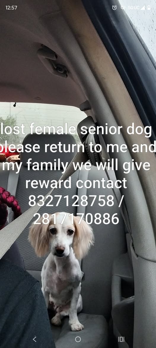lost pet in