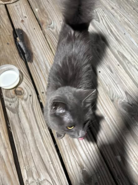 Found Pet — listing photo — additional photo 2