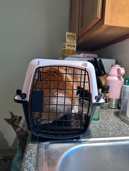 Found Cat — Hi all, This orange and white cat was found circling near the intersection of ulster and Lowell Ave in Tipp — additional photo 2