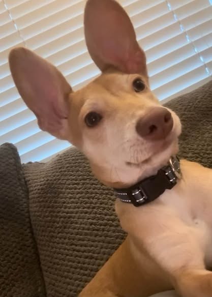 Lost Dog — listing photo