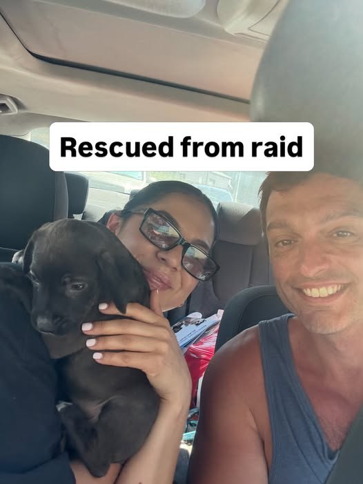 Pet alert — Los Angeles foster/adopters needed