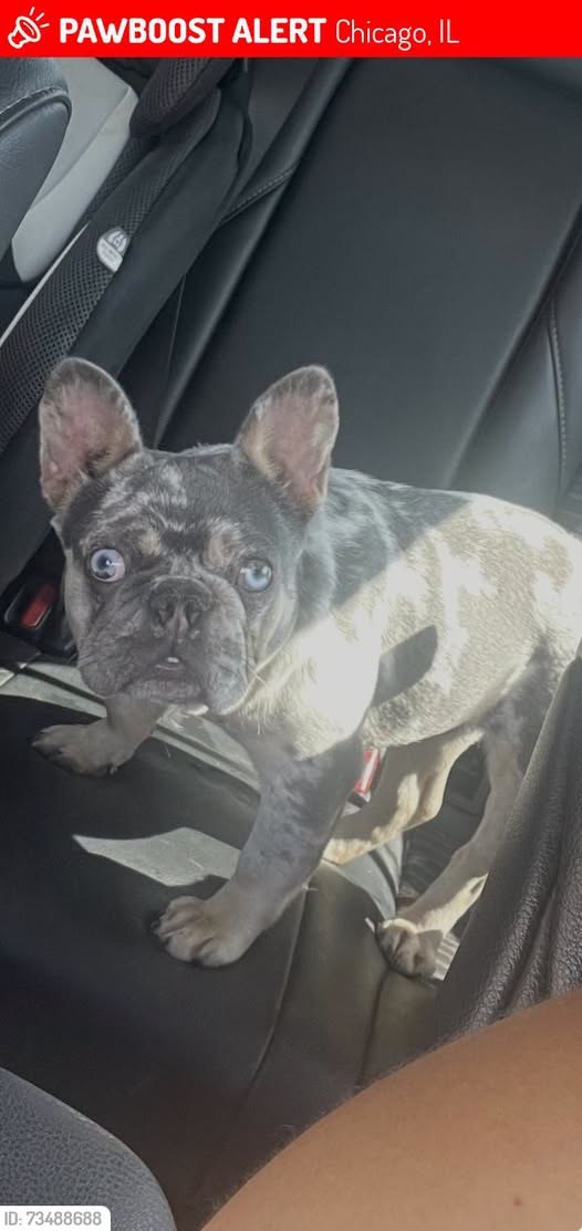 Lost Dog in Chicago, Illinois — Blue Ivy was LOST in Chicago, IL 60624 near Hamlin and Lake St Chicago IL, 60624