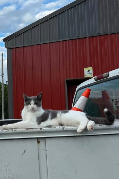 Lost Pet — One of our barn cats Cooper has been missing for about 4 days