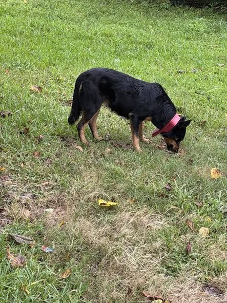 Pet alert in Houston, Texas — 911 EMERGENCY ASAP DOG NEEDS HELP DOG NEEDS HELP 911 EMERGENCY Houston Texas 77078 NEEDS RESCUE or…